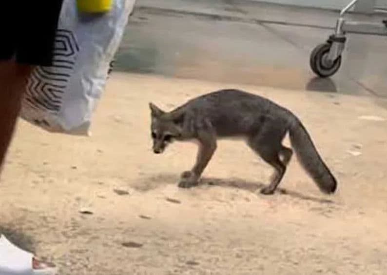 Confirman rabia en zorra gris que rasguñó a una niña en Cancún