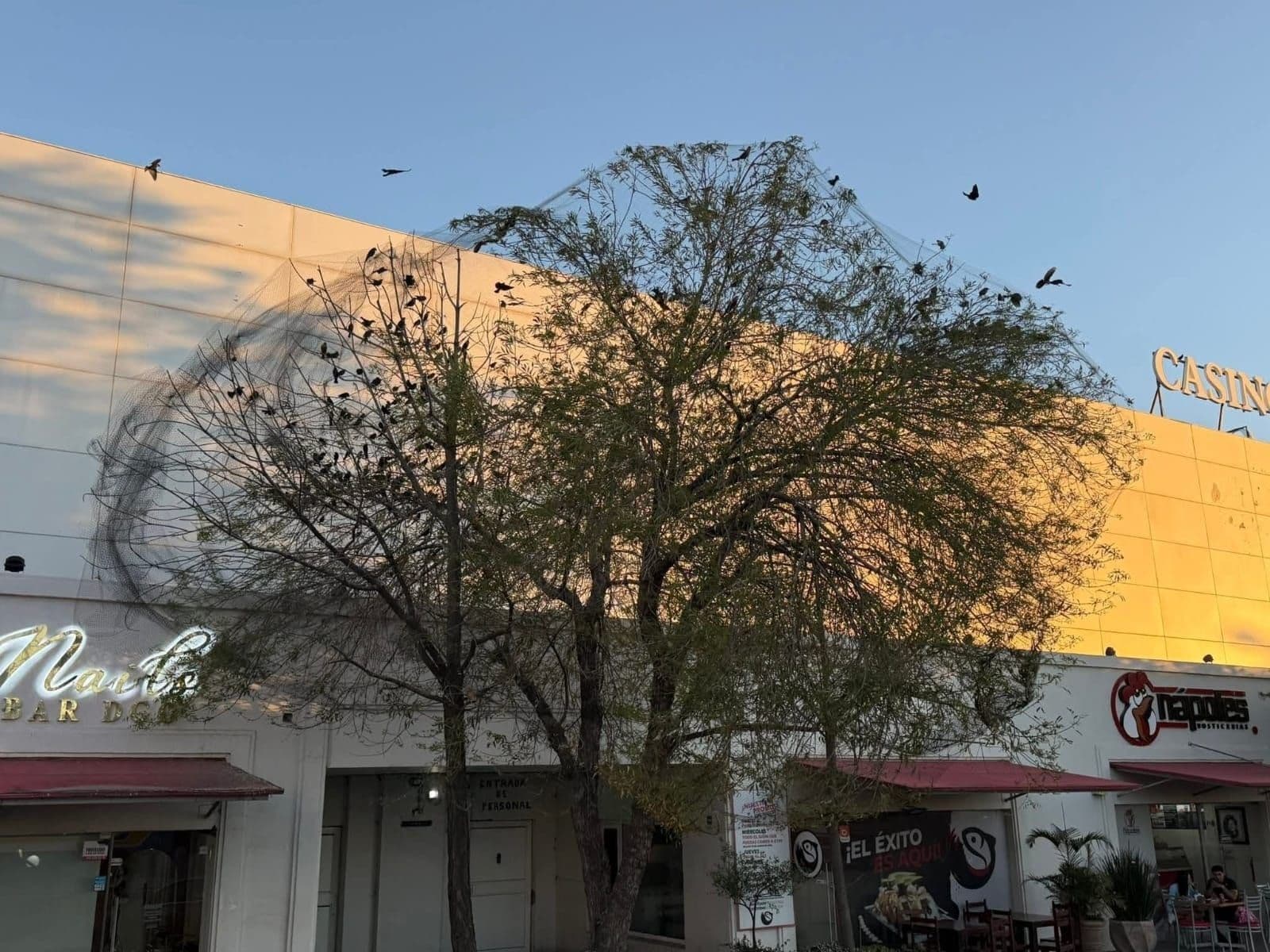 Colocan malla en árboles y mueren aves atrapadas en Durango